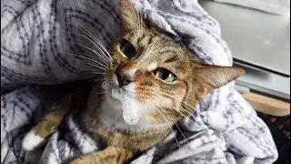 medicine time for cat and cat starts foaming