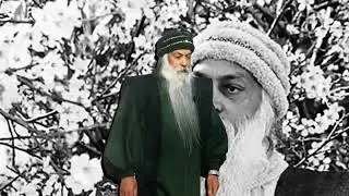 Truth is dangerous THats why osho never get comfot#osho #oshoquotes #motivation #deepthoughts 