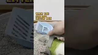 What your Cats Think When You Scoop Their Litter.