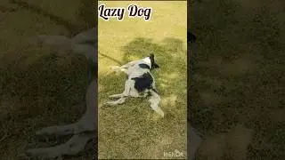 lazy dog | park| Subhash park | @shabanavlogs12
