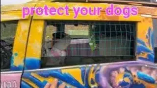 DIY Dog Window Cage for My Campervan! | Keeping Eddie & Rick James Safe  