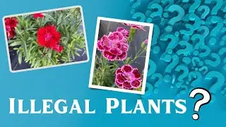 What's the deal with Patented plants? Should I have them in my nursery?