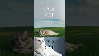 寧靜貓 Calm Cat｜Vol.048 #cat #anime #music #art #shorts #sleep #forest #focus #relax #lofi