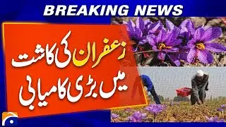 Golden Harvest: Saffron Cultivation Succeeds in North Waziristan | Breaking News