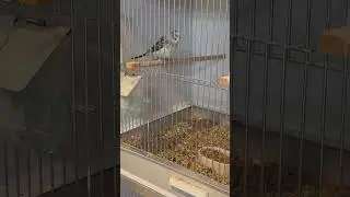 #periquitos alas negras #budgie  #blackwing Hagoromo