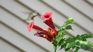 Humming Bird in Slow motion - طائرالطنان - 啄木鳥