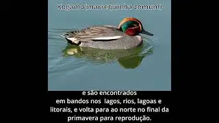 Kogamo-marrequinha comum