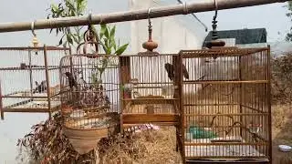 Sâu đầu đỏ mồi giọng ak e có đủ nha ae.ae cần LH e 0976-2121-không ba