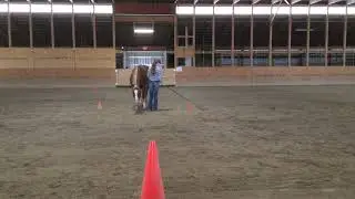 Liberty Horse: Novice - Pattern 1