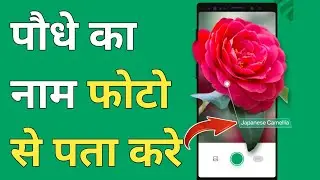 PictureThis App | Identify Any Plant Using Photo