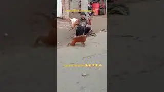 Monkey push-up very funny video bandar🤣😂😂🤣
