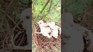 #chidiya ka baccha khub Surat please  like and subscribe🙏👍 #viral video