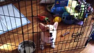Ventus the Corgi Whining for Attention