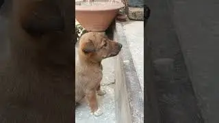 #dog #puppy #cute #pets #funny #video #pappy #doglover