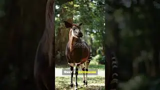 Окапи! Возможно, мы больше не увидимся