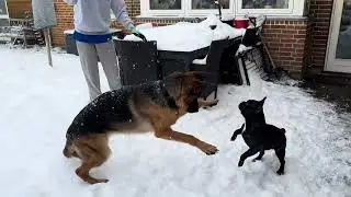 Snow buddies #slowcut #dogs #frenchbulldog #gsd