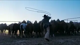 Horse.TV