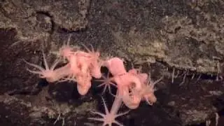 Indonesia-USA Deep-sea Exploration: June 29, 2010 Highlights