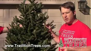 Fraser Fir The Cadillac of Christmas Trees