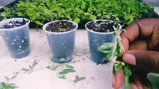 How to grow Goji Berries for cheap