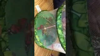 Balboa Elementary Science: Butterfly Metamorphosis
