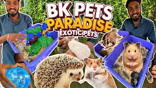 💥 Exotic Pet World | BK Pets Shop  | Mannady Kozhi Market | #Petvlogs #pets #chennaimarket
