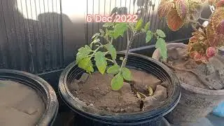 6 December 22 Tomatoes Plant Growth in pot