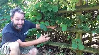 Hedgerow habitats