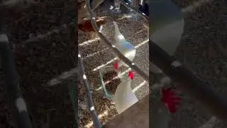 Chicken Pecking Order Demo!!! 🐓            #chickens #farmlife #country #rooster #wow