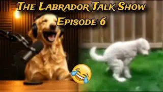 &ldquo;The Labrador Talk Show&rdquo; | &ldquo;Dogs Being Hilarious &ndash; The Funniest Dog Podcast Ever 🐾😂&rdquo; | Episode - 6