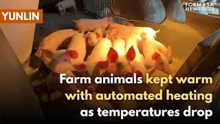 Farmers take precaution to keep animals warm as temps plunge｜Taiwan News