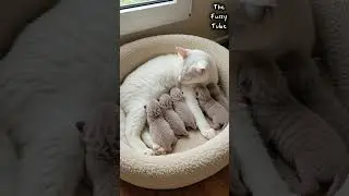 Mother Cat Nursing Her Newborn Kittens