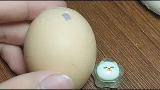 RAW EGG PEELING LIVE-0