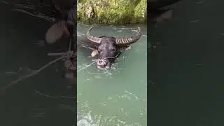 Water Buffalo Swimming Underwater