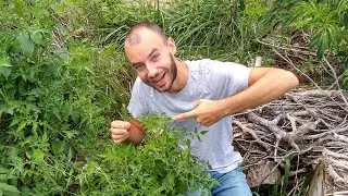 Wild Tomatoes in PENNSYLVANIA!