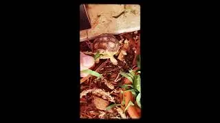A happy baby tortoise likes eating spinach