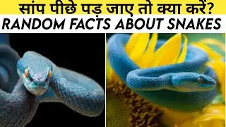 Random Facts about Snakes 🔥|Random Facts about Snakes| #Shorts #DelihtCrazyFact #Ytfacts