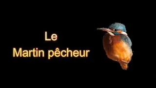 Rencontre avec le Martin pêcheur