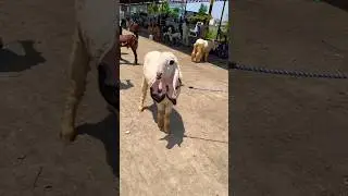 Beautiful Kajla #livestock #cattlemarket #sheep #sheepmarket  #bakramandi #summervibes