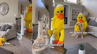 Dressing Up As Our Golden Retrievers Favorite Duck Toy