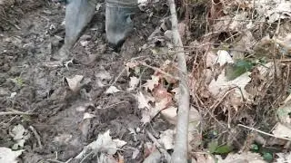 21030817 Aigle Parcours Vario walking in forest getting muddy in shallow puddle