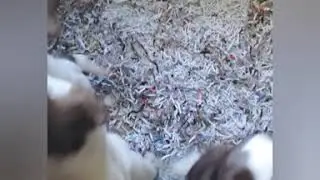 Mazo x Blaine Summer 2020 Puppies; Video 33, Route