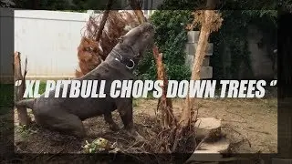 XXL PITBULL CHOPS DOWN TREES | BGK&rsquo;s SHADOW OF MANMADE KENNELS | XXL BLUENOSE PITBULL |  BIG HEAD