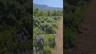 #wildflowers #love #mountains #colorado #flowers #silverthorne #hiking #peace