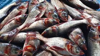 মাছের বাজার Beautiful Bangladesh, fish market in shaistaganj,habibganj