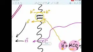 HCL secretion from parietal cells