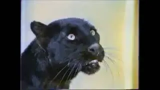 Publicit&eacute; 1993 Dulux Valentine (Ombres et Lumi&egrave;re)