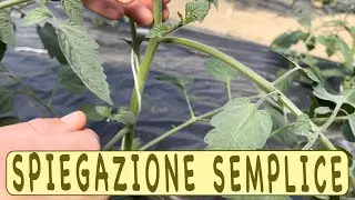 SFEMMINELLATURA del POMODORO - spiegazione semplice-
