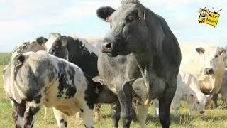 This Hulking Bull Was Bred For Its Meat , But When It Tries To Move The Controversy Becomes Clear
