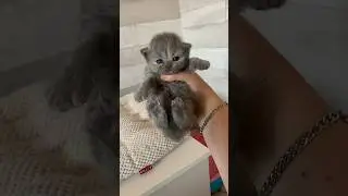 Blue tortie British longhair kitten🥹 #tortie #bluetortie #britishlonghair #kat #kitten